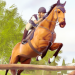 Rival Stars Horse Racing Mod Apk - Latest Version v1.37.1 | Unlimited Gold & Money